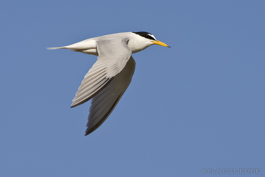 Little Tern_KBJ1397.jpg - Little Tern - north beach Eilat